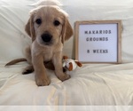 Puppy 3 Golden Retriever