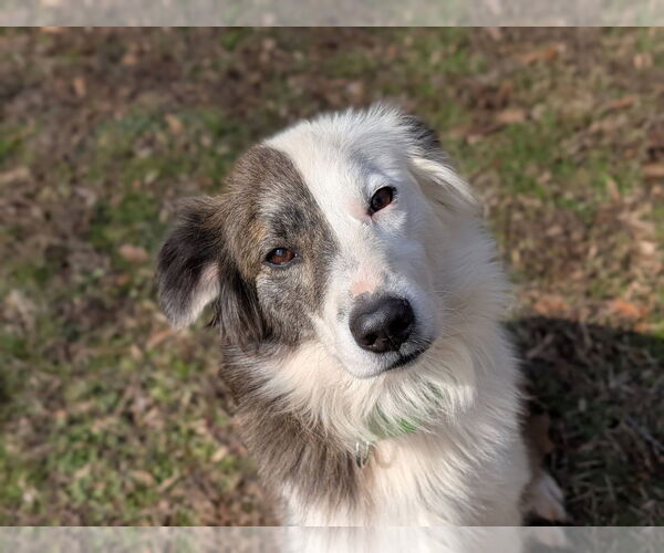 Medium Photo #2 Australian Shepherd-Unknown Mix Puppy For Sale in Greenville, SC, USA
