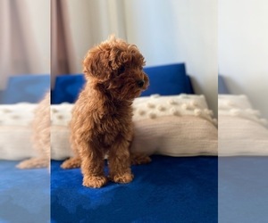 Poodle (Miniature) Puppy for sale in BROOKLYN, NY, USA