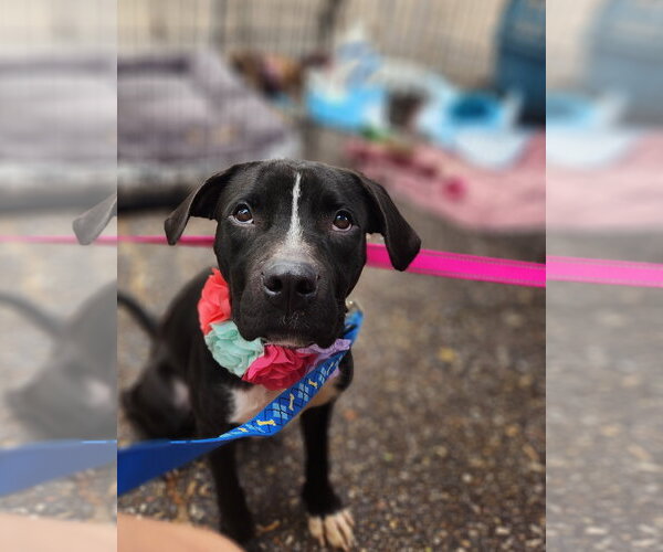 Medium Photo #10 Mutt Puppy For Sale in Shreveport, LA, USA