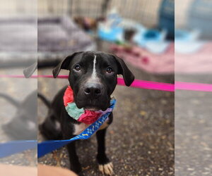 Rainy - Female Mutt Dog for Adoption - Photo #10