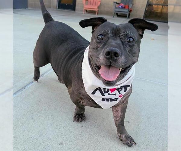 Medium Photo #2 Basset Hound-Staffordshire Bull Terrier Mix Puppy For Sale in Denver, CO, USA