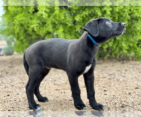 Medium Photo #4 German Shepherd Dog-Great Dane Mix Puppy For Sale in PIPE CREEK, TX, USA