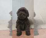 Small #7 Schnauzer (Miniature)