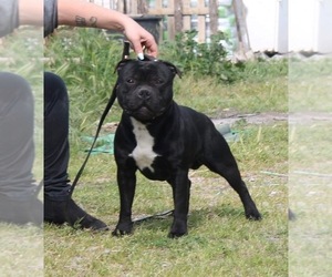 Father of the Staffordshire Bull Terrier puppies born on 07/10/2025