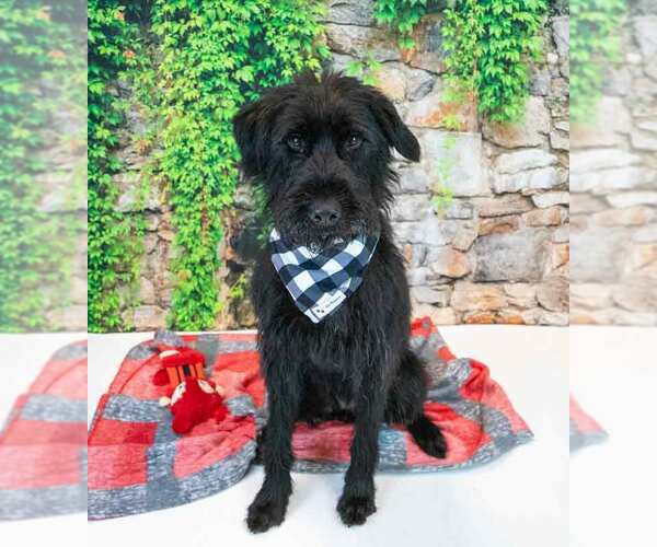 Medium Photo #2 Poodle (Standard)-Unknown Mix Puppy For Sale in Kennesaw, GA, USA