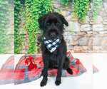 Small #1 Poodle (Standard) Mix