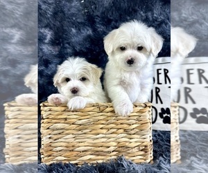 Maltipoo Puppy for sale in GREENFIELD, IN, USA