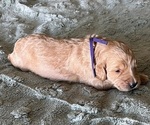 Small Photo #26 Goldendoodle Puppy For Sale in PHOENIX, AZ, USA