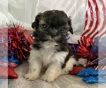Small #2 Shih Tzu