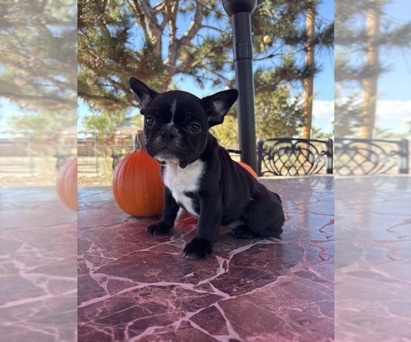 Medium Photo #44 French Bulldog Puppy For Sale in YUCCA VALLEY, CA, USA