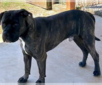 Small Staffordshire Bull Terrier