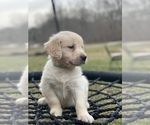 Small Photo #11 Golden Retriever Puppy For Sale in MORGANTOWN, IN, USA