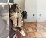 Small Photo #34 Aussiedoodle Puppy For Sale in LONGWOOD, FL, USA