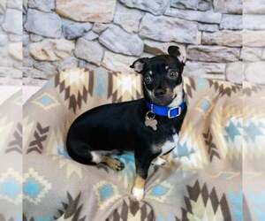 McDonald - Male Chihuahua-Unknown Mix Dog for Adoption - Photo #3