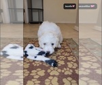 Small #1 Havanese