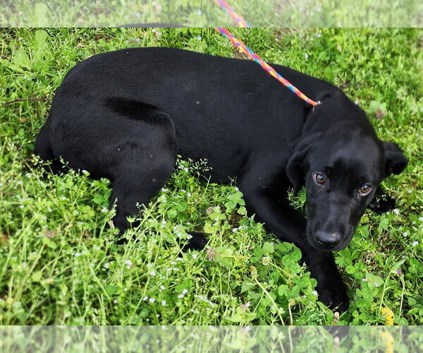 Medium Photo #2 Labrador Retriever-Unknown Mix Puppy For Sale in Wetumpka, AL, USA