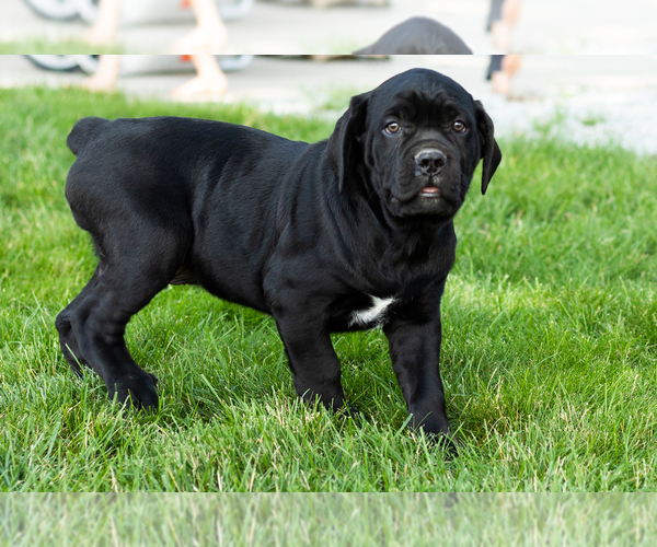 Medium Photo #1 Cane Corso Puppy For Sale in WAKARUSA, IN, USA