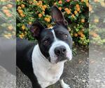Small #1 Boxer-Staffordshire Bull Terrier Mix