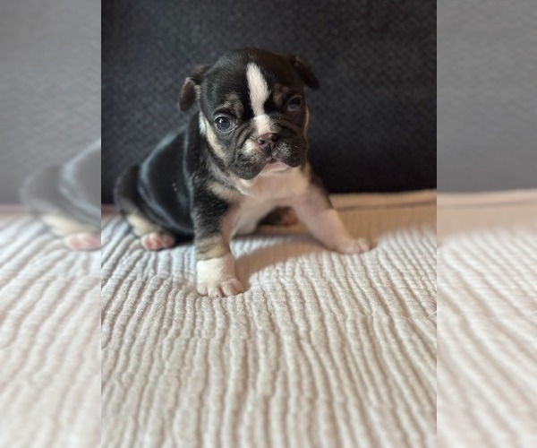 Medium Photo #1 French Bulldog Puppy For Sale in VANCOUVER, WA, USA