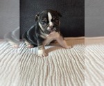 Puppy Moomoo French Bulldog