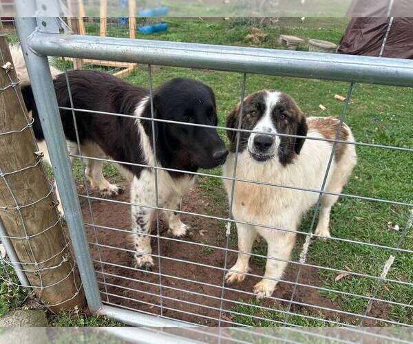 Medium Photo #2 Karakachan Puppy For Sale in ELM GROVE, LA, USA