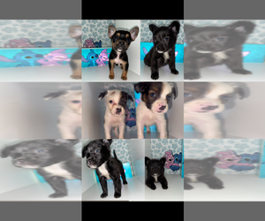 French Bulldog-Unknown Mix Puppy for sale in BLOOMINGTON, CA, USA
