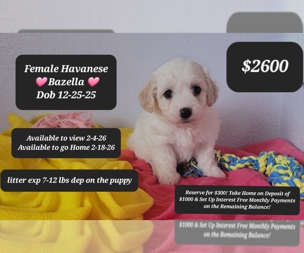 Medium Photo #1 Havanese Puppy For Sale in TUCSON, AZ, USA