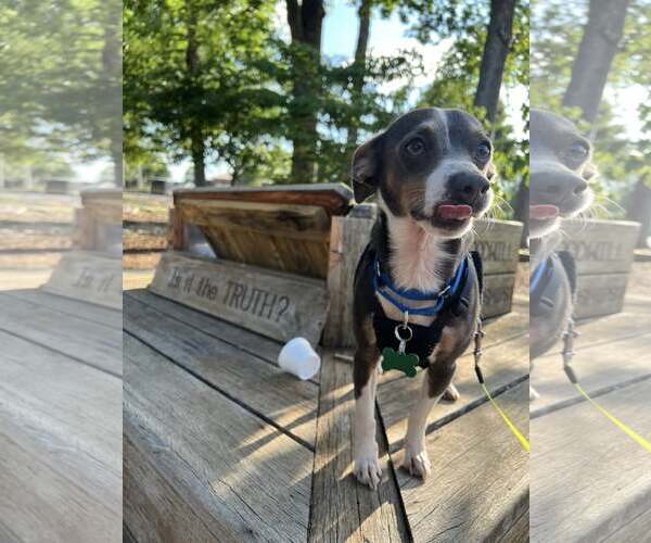 Medium Photo #3 Chihuahua Puppy For Sale in Greenville, SC, USA