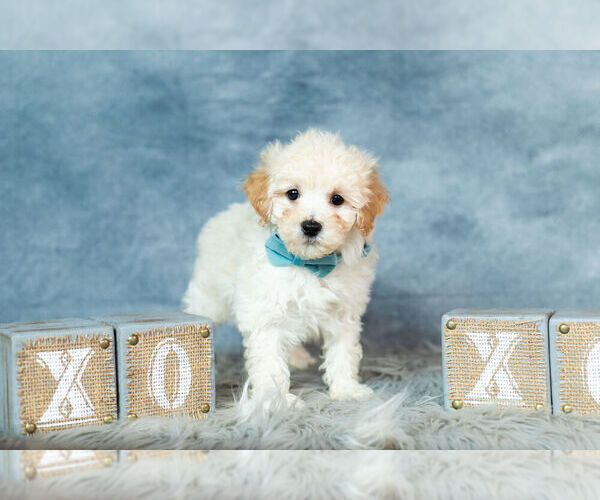 Medium Photo #6 Maltipoo Puppy For Sale in WARSAW, IN, USA