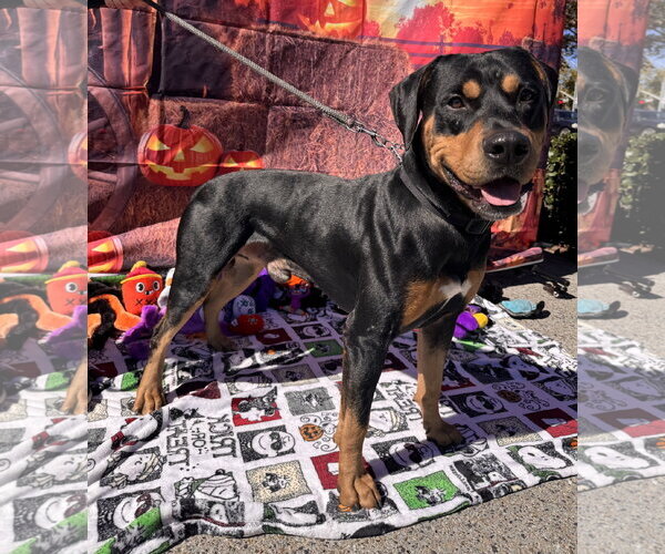 Medium Photo #9 Rotterman Puppy For Sale in Lake Elsinore, CA, USA