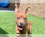 SNOOPS - Male Mutt Dog for Adoption - Small photo