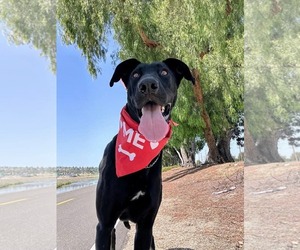 Gracie Lou - Female Labrador Retriever-Unknown Mix Dog for Adoption - Photo #5