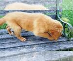 Small Photo #6 Golden Retriever Puppy For Sale in LEON, KS, USA