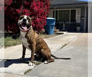 Boxer-Mastiff Mix Dogs for adoption in Chandler, AZ, USA