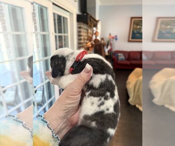 Medium Photo #6 Great Dane Puppy For Sale in CLANTON, AL, USA