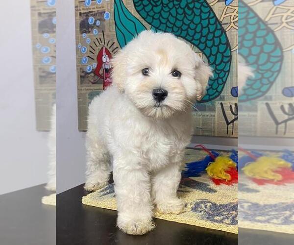 View Ad Maltipoo Puppy for Sale near California, SAN