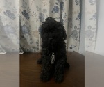 Small #4 Cockapoo
