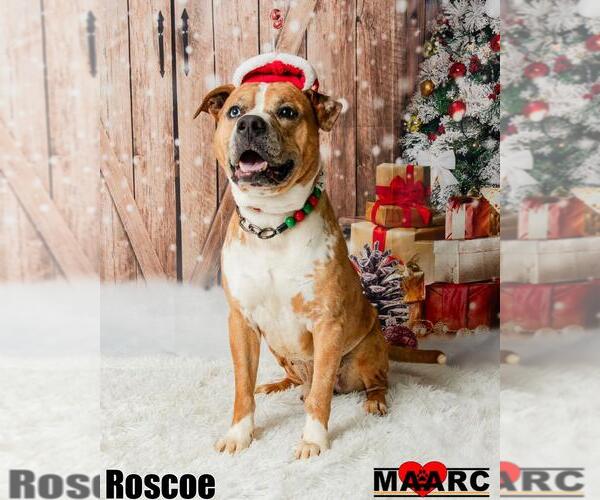 Medium Photo #4 American Staffordshire Terrier-Unknown Mix Puppy For Sale in Maryville, TN, USA