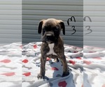 Small Photo #4 Boxer Puppy For Sale in CROWN CITY, OH, USA