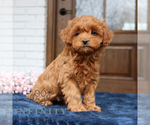 Medium Photo #2 Cavapoo (Miniature) Puppy For Sale in NARVON, PA, USA