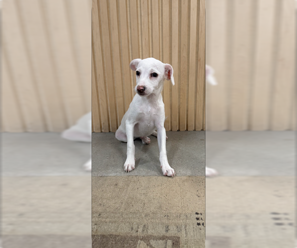 Medium Photo #1 Chihuahua-Labrador Retriever Mix Puppy For Sale in MIDWAY, UT, USA