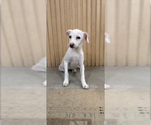Chihuahua-Labrador Retriever Mix Dogs for adoption in MIDWAY, UT, USA