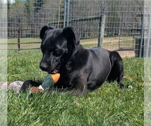 Scrappy - Male Boxer-Pointer Mix Dog for Adoption - Photo #4