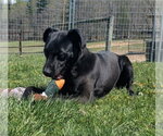 Small #3 Boxer-Pointer Mix