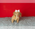 Small #3 Dachshund