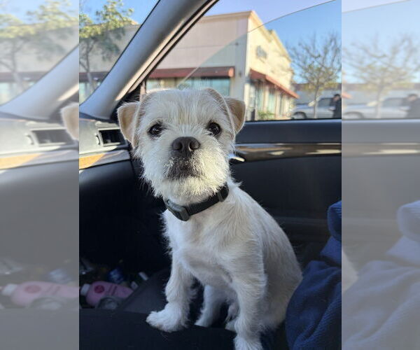 Medium Photo #7 Pug-Unknown Mix Puppy For Sale in Dana Point, CA, USA