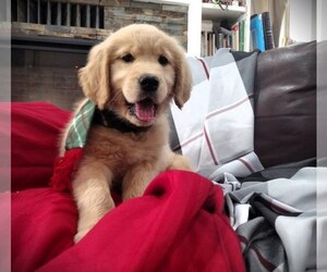 Golden Retriever Puppy for sale in EVERETT, WA, USA