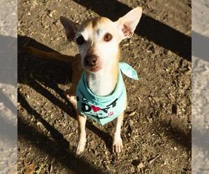 Chihuahua Dogs for adoption in San Antonio, TX, USA