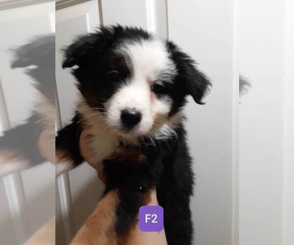 Medium Photo #6 Australian Shepherd Puppy For Sale in VANCOUVER, WA, USA